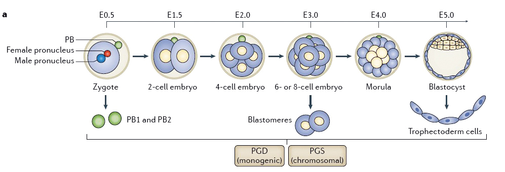 胚胎植入前基因篩檢01